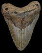 Megalodon Tooth - North Carolina #67314-1